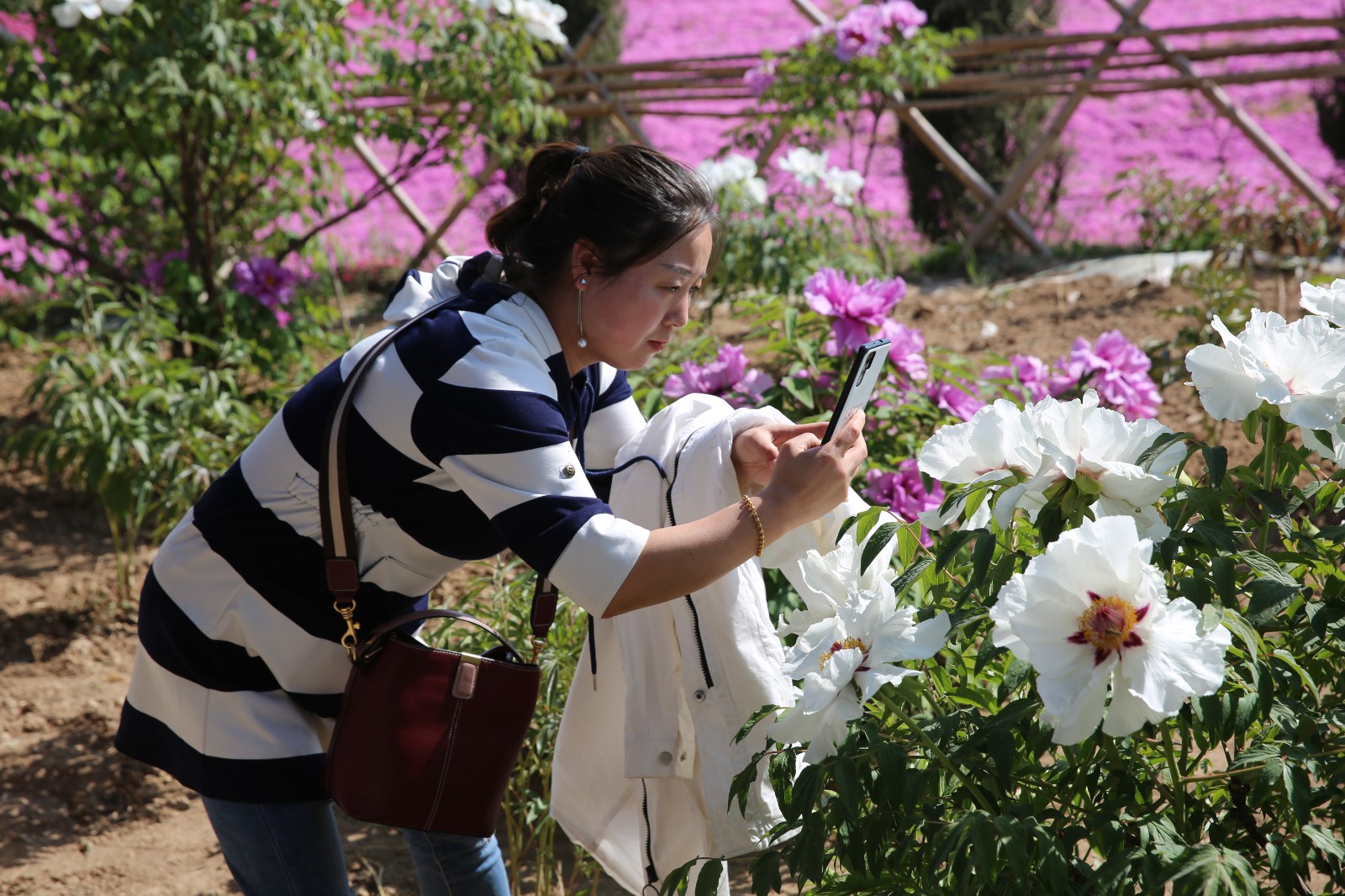 游客在义渠百花园拍照